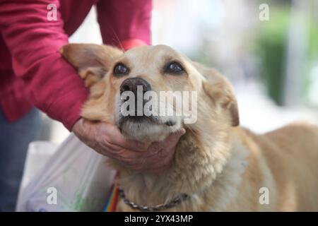 primo piano delle mani di una donna anziana che accarezza e abbraccia il suo cane golden retriever per strada Foto Stock