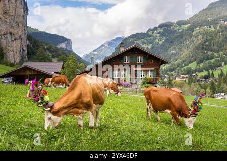 LAUTERBRUNNEN, SVIZZERA - 23 SETTEMBRE 2023: Mucche con decorazioni floreali cerimoniali pascolano davanti o vecchia fattoria con alpi svizzere sul bac Foto Stock