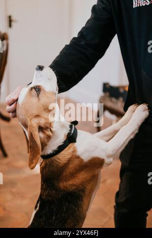 Una persona accarezza un cane con un collare nero. Il cane è marrone e bianco. La persona indossa una camicia nera Foto Stock