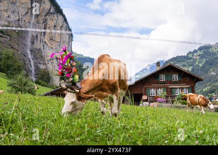 LAUTERBRUNNEN, SVIZZERA - 23 SETTEMBRE 2023: Mucche con decorazioni floreali cerimoniali pascolano davanti o vecchia fattoria con alpi svizzere sul bac Foto Stock