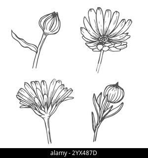 Set di fiori di Calendula, disegno di disegni in linea. Fiori Marigold, delineano elementi floreali isolati su sfondo bianco Illustrazione Vettoriale