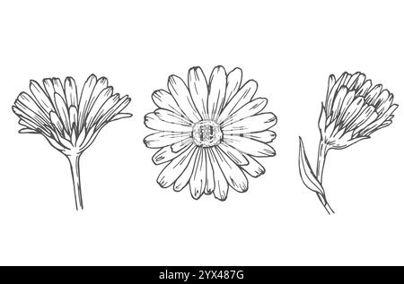 Set di fiori di Calendula, disegno di disegni in linea. Fiori Marigold, delineano elementi floreali isolati su sfondo bianco Illustrazione Vettoriale