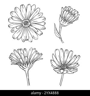 Set di fiori di Calendula, disegno di disegni in linea. Fiori Marigold, delineano elementi floreali isolati su sfondo bianco Illustrazione Vettoriale