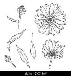 Set di fiori di Calendula, disegno di disegni in linea. Fiori Marigold, delineano elementi floreali isolati su sfondo bianco Illustrazione Vettoriale