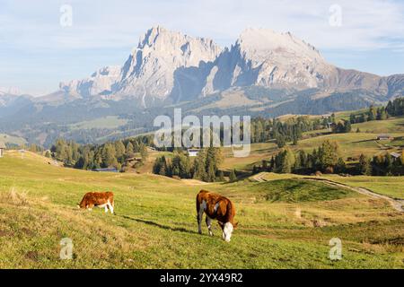 Mucche pascolano nella Alpe di Siusi - altopiano dolomitico e il più grande prato alpino d'Europa, Italia. Foto Stock