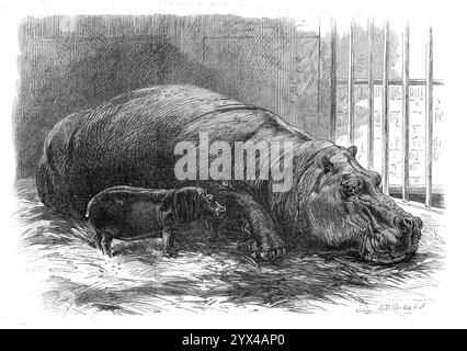 Il giovane ippopotamo e la diga, al Giardino della società Zoologica, 1872. "La nascita di un figlio ed erede di "Madame Hippo", nei giardini del Reggente Parco della società Zoologica, è stata un tema di piacere durante le ultime quattro settimane, evento che si è svolto il 5 novembre [vale a dire notte dei fuochi d'artificio], che ha portato i manager a dare al giovane ippopotamo il nome di "Guy Fawkes"." La diga ha portato altri due cuccioli o vitelli, ma non si poteva insegnare loro a succhiare, e così sono morti, nonostante un tentativo di nutrirli con latte di capra. Questo giovane animale, che prospera bene, io Foto Stock