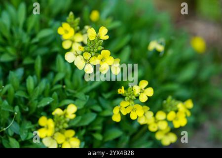 Fiori gialli del Schöterich. Primo piano di un impianto di fioritura. Erysimum cheiranthoides. Fiori di paramello Wormseed. Foto Stock
