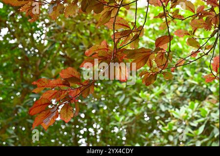 Fogliame estivo rosso di prugna ciliegia nera Prunus cerasifera "Nigra" giardino britannico luglio Foto Stock