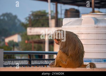 10 dicembre 2024 Dehradun City India. Osserva le scimmie macachi resus maliziose sui tetti urbani, una vista comune che crea fastidio significativo Foto Stock