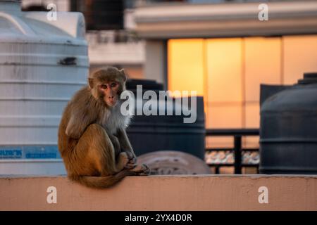 10 dicembre 2024 Dehradun City India. Osserva le scimmie macachi resus maliziose sui tetti urbani, una vista comune che crea fastidio significativo Foto Stock