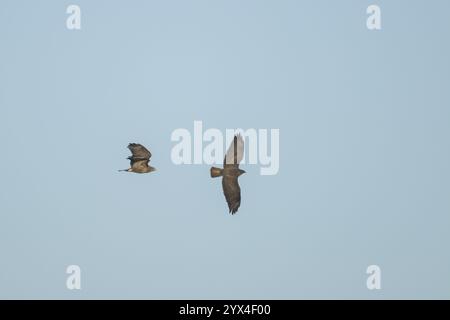 Buzzardo comune (Buteo buteo) due rapaci adulti che volano, Inghilterra, Regno Unito, Europa Foto Stock