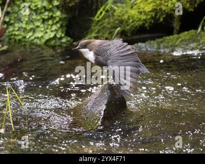 Common Dipper (Cinclus cinclus), uccello adulto arroccato su una pietra in un ruscello collinare, che si estende sulla sua ala, Assia, Germania, Europa Foto Stock