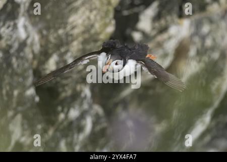 Pulcino Atlantico (Fratercula arctica) uccello adulto che vola vicino a una scogliera in estate, Inghilterra, Regno Unito, Europa Foto Stock