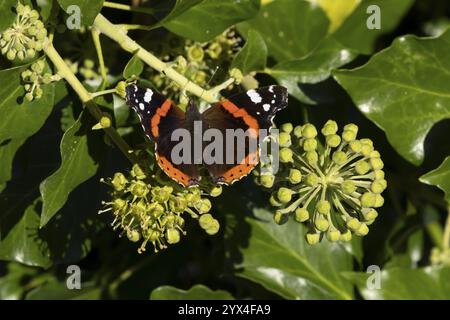 Farfalla dell'ammiraglio rosso (Vanessa atalanta) insetto adulto che si nutre di un edera da giardino (Hedera Helix) fiori di pianta in autunno, Inghilterra, Regno Unito, EUR Foto Stock