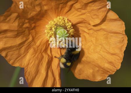 bumblebee dalla coda di buff (Bombus Terrestris) ape adulta su un fiore di papavero arancione da giardino, Inghilterra, Regno Unito, Europa Foto Stock