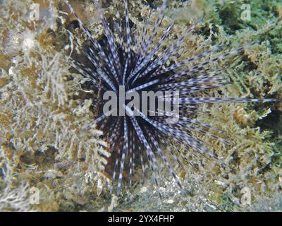 Arbacia lixula con lunghe spine bianche e nere, ricci di mare diadema delle Antille (Diadema antillarum), su fondali marini ricoperti di alghe, immersioni sul ponte Blue Heron Foto Stock