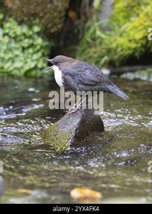 Common Dipper (Cinclus cinclus), uccello adulto appollaiato su una pietra in un ruscello di collina, cantando, Assia, Germania, Europa Foto Stock