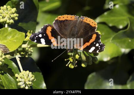 Farfalla dell'ammiraglio rosso (Vanessa atalanta) insetto adulto che si nutre di un edera da giardino (Hedera Helix) fiori di pianta in autunno, Inghilterra, Regno Unito, EUR Foto Stock