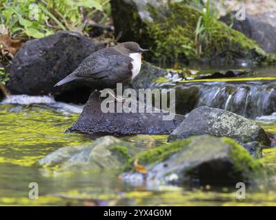 Common Dipper (Cinclus cinclus), uccello adulto appollaiato su una pietra in un ruscello di collina, Assia, Germania, Europa Foto Stock