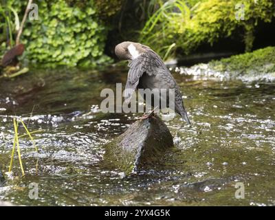 Common Dipper (Cinclus cinclus), uccello adulto appollaiato su una pietra in un torrente di collina, che si prepara, Assia, Germania, Europa Foto Stock