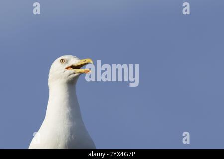 Gabbiano di aringa (Larus argentatus) chiamata di uccelli adulti con becco aperto, Suffolk, Inghilterra, Regno Unito, Europa Foto Stock