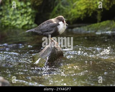 Common Dipper (Cinclus cinclus), uccello adulto appollaiato su una pietra in un ruscello di collina, cantando, Assia, Germania, Europa Foto Stock