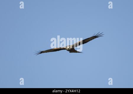 Aquilone rosso (Milvus milvus) rapace adulto che vola contro un cielo blu, Inghilterra, Regno Unito, Europa Foto Stock