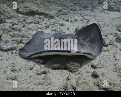 Southern Stingray (Hypanus americanus) che poggia su fondali marini con motivi macchiati sulla superficie dorsale, sito di immersione John Pennekamp Coral Reef State Park, Key Foto Stock