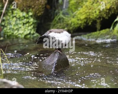 Common Dipper (Cinclus cinclus), uccello adulto appollaiato su una pietra in un torrente di collina, che si prepara, Assia, Germania, Europa Foto Stock