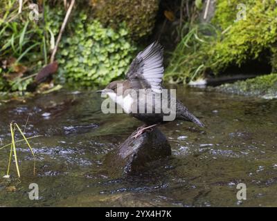 Common Dipper (Cinclus cinclus), uccello adulto arroccato su una pietra in un ruscello collinare, che si estende sulle ali, Assia, Germania, Europa Foto Stock