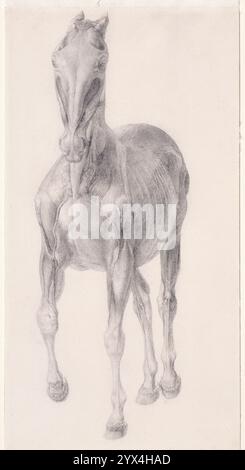 Studio finito per 'The Seventh Anatomical Table of the Muscles ... of the Horse', 1756. Foto Stock
