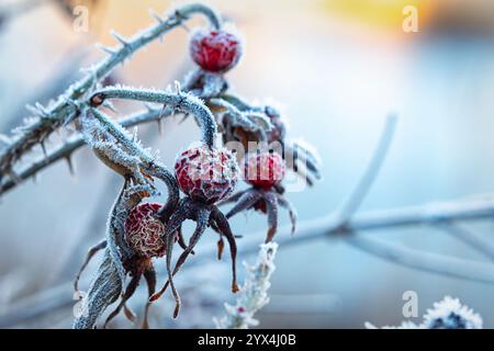 Il gelo si aggrappa a vivaci bacche rosse su un ramo spinoso, mostrando la bellezza dell'inverno nella luce soffusa del mattino. Foto Stock