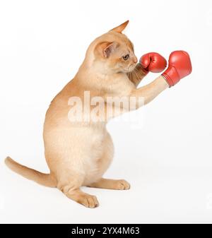 Cat - pugile in guanti da boxe rossi. Divertente gattino birmano - pugile isolato su sfondo bianco. Foto Stock