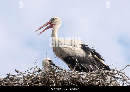 Cicogna bianca (Ciconia ciconia) in piedi sul bordo del suo nido contro un cielo azzurro chiaro con diversi uccelli all'interno Foto Stock