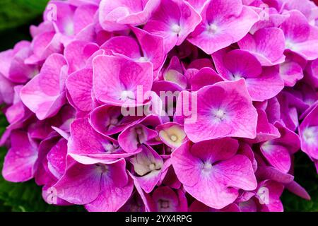 Primo piano di un grappolo di fiori di ortensie rosa brillante. Foto Stock