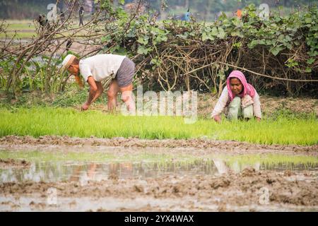 Cumilla, Bangladesh - 17 febbraio 2024: La vecchia mamma e le donne contadine che lavorano nella piantagione di riso, la tradizionale agricoltura rurale coltivano riso Foto Stock