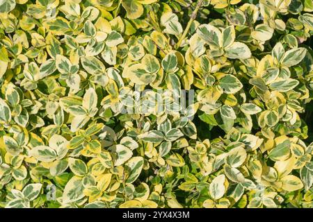 Foglie giallo-verde di Euonymus fortunei. Informazioni generali sull'impianto. Il mandrino, il mandrino di Fortune, il superriduttore invernale Foto Stock