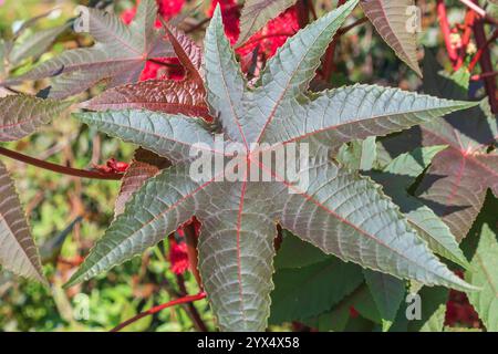 Ricinus communis foglia, primo piano. la pianta di ricino, l'impianto di olio di ricino. una pianta perenne in fiore. Foto Stock