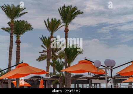 Alte palme si aprono su ombrelli colorati che si estendono per proteggersi dal sole. Foto Stock