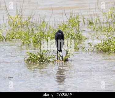 Un Black Heron in un lago in Tanzania Foto Stock