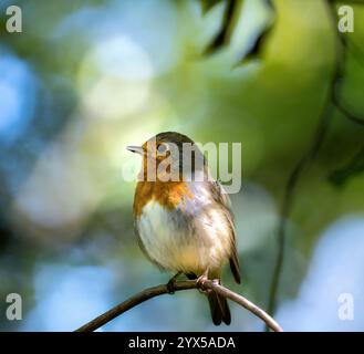 Primo piano di un uccello robin europeo seduto su un ramoscello Foto Stock