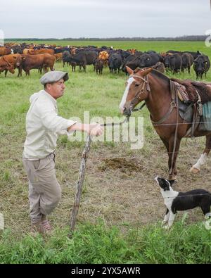 San Antonio de Areco, Argentina - 19 novembre 2024: Un Gaucho argentino con il suo cavallo, cane e mandria di bovini nelle Pampas Foto Stock