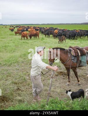 San Antonio de Areco, Argentina - 19 novembre 2024: Un Gaucho argentino con il suo cavallo, cane e mandria di bovini nelle Pampas Foto Stock