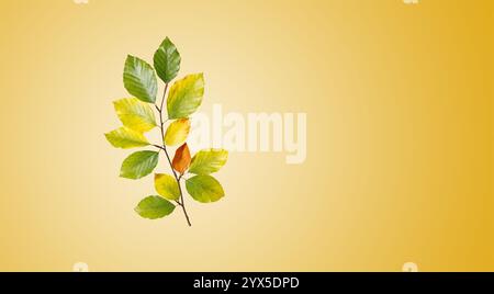 Un unico ramo di faggio con foglie in tonalità di giallo e verde su uno sfondo caldo simboleggia la transitorietà e la calma eleganza della natura autunnale Foto Stock