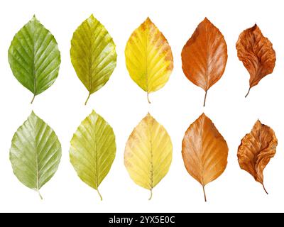 Dieci foglie mostrano un'armoniosa sfumatura di colore dal verde fresco alle foglie autunnali marroni, che illustra la naturale transitorietà e transizione della S Foto Stock