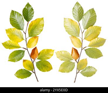 Due rami simmetrici con foglie di faggio verde, giallo e marrone mostrano le transizioni dell'autunno in una disposizione armoniosa che combina naturalezza Foto Stock