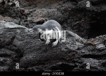 Pinguino delle Galapagos (Spheniscus mendiculus), Isola Sombrero Chino, Isole Galapagos, Ecuador. Giovane uccello sulla lava costiera Foto Stock