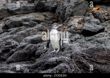 Pinguino delle Galapagos (Spheniscus mendiculus), Isola Sombrero Chino, Isole Galapagos, Ecuador. Giovane uccello sulla lava costiera Foto Stock