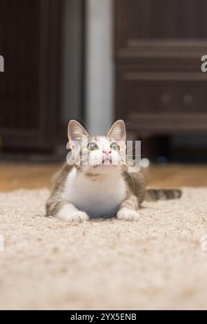 Curious Tabby Cat con occhi gialli che si rilassano pacificamente Foto Stock