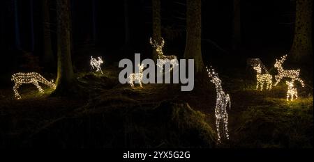 Beecraigs Country Park, West Lothian, Scozia, Regno Unito, 13 dicembre 2024. Starry Nights Illuminations: Il sentiero della foresta è illuminato da illuminazioni di cervi nella foresta per il divertimento dei visitatori. Questa è la serata di apertura e il primo anno in cui questo evento ha avuto luogo in questo luogo. Crediti: Sally Anderson/Alamy Live News Foto Stock